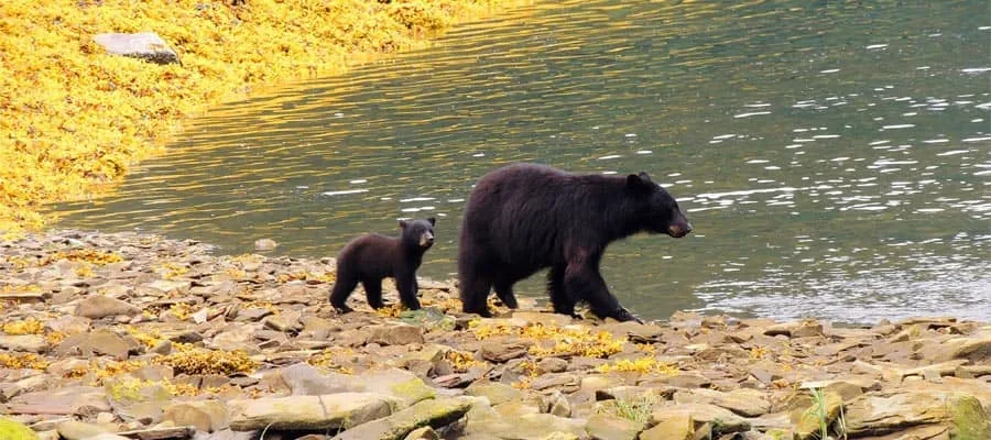 Auf Pfählen stehende Holzhäuser der Creek Street in Ketchikan