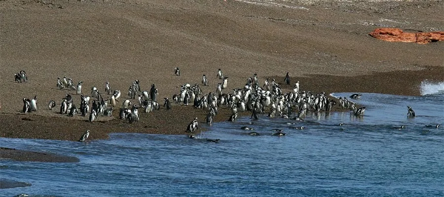 Kolonie von Magellanpinguinen an der patagonischen Küste