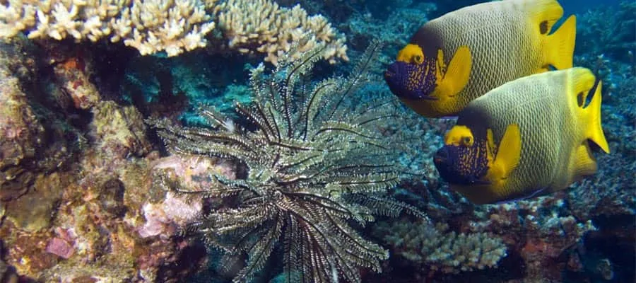 Kajak in einem flachen Mangrovenkanal auf Grand Bahama