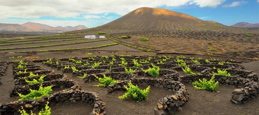 Vulkanlandschaft mit Weinbau auf Lanzarote
